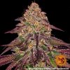mimosa-x-orange-punch-auto-support-4.jpg
