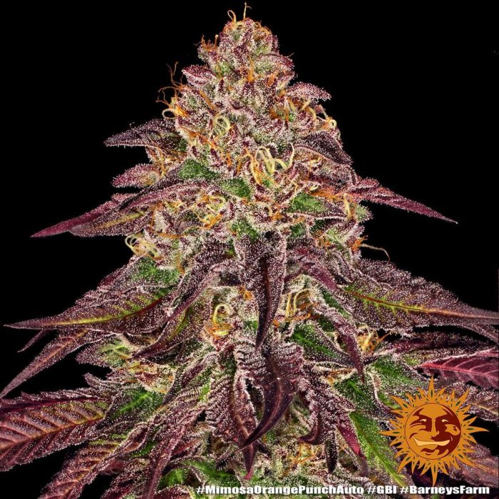 mimosa-x-orange-punch-auto-support-4.jpg