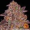 mimosa-x-orange-punch-auto-support-7.jpg