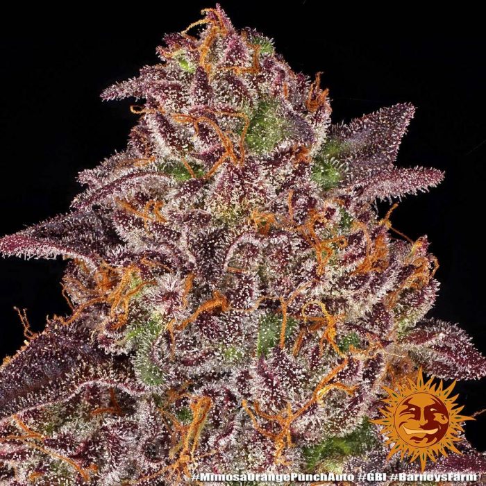 mimosa-x-orange-punch-auto-support-7.jpg