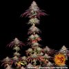 mimosa-x-orange-punch-auto-support-9.jpg