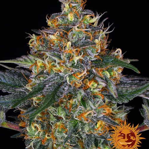 moby-dick-auto-main.jpg