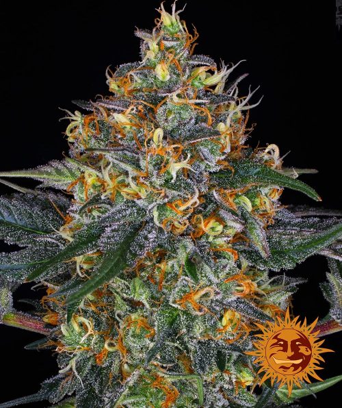 moby-dick-auto-main.jpg