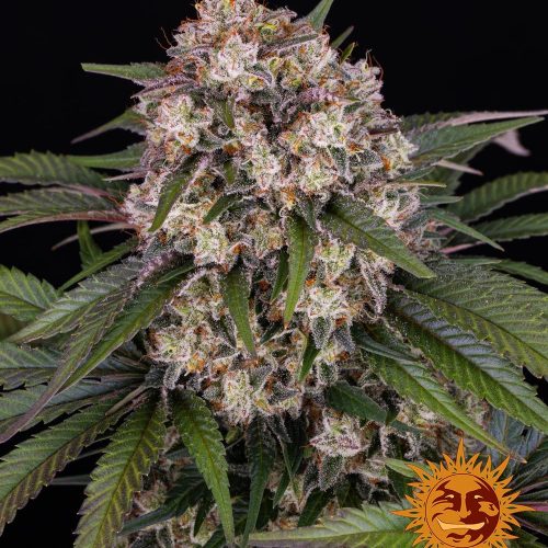 og-kush-auto-main.jpg