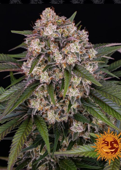 og-kush-auto-main.jpg