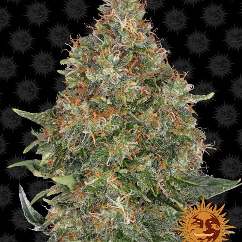 pineapple-express-auto-main.jpg