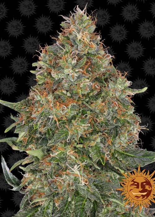 pineapple-express-auto-main.jpg