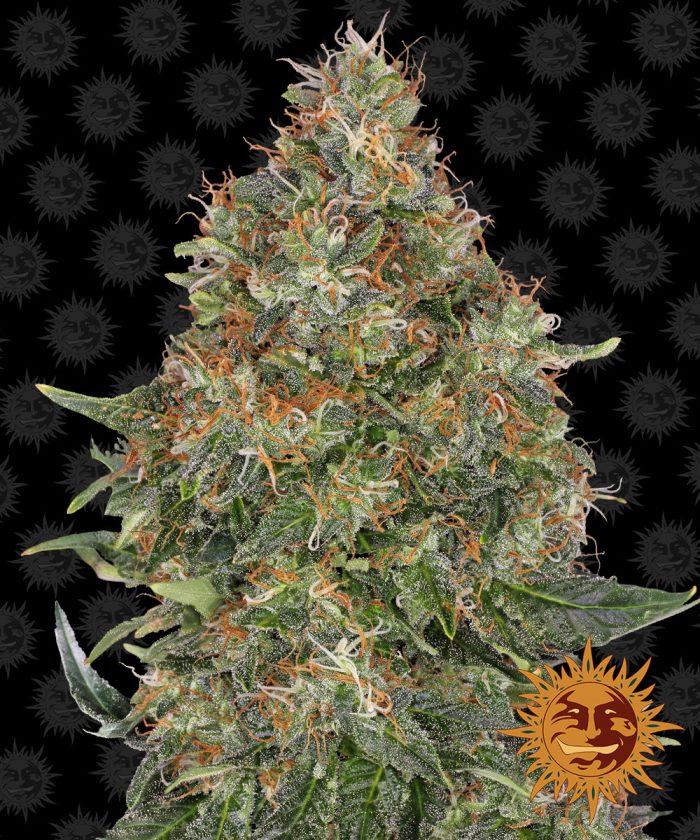 pineapple-express-auto-main.jpg