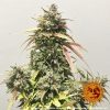 pineapple-express-auto-support-13.jpg