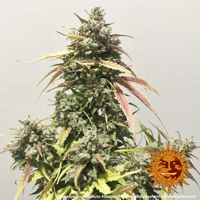 pineapple-express-auto-support-13.jpg