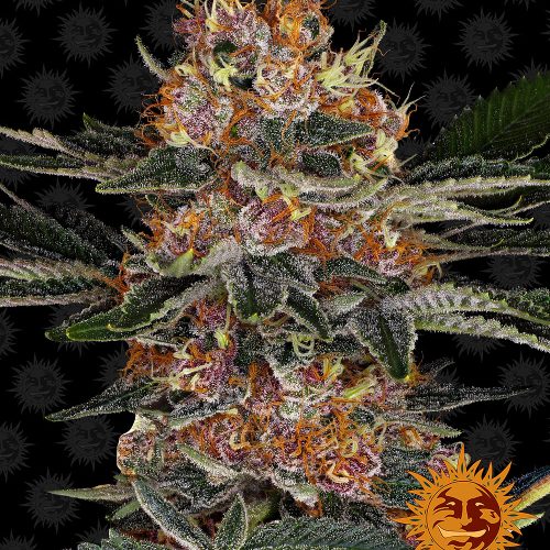 purple-punch-auto-main.jpg