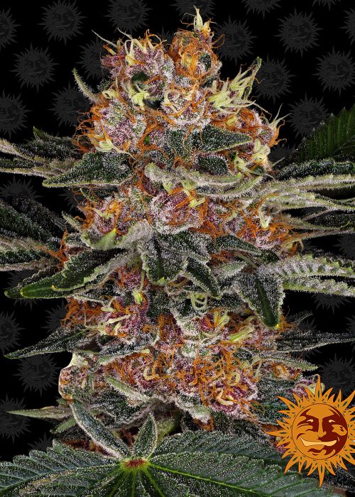 purple-punch-auto-main.jpg