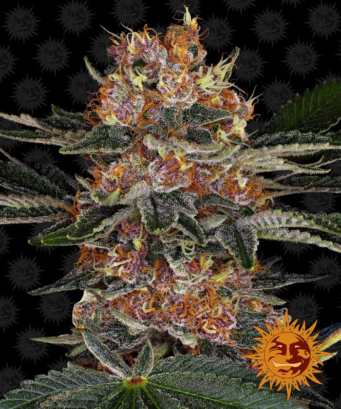 purple-punch-auto-main.jpg