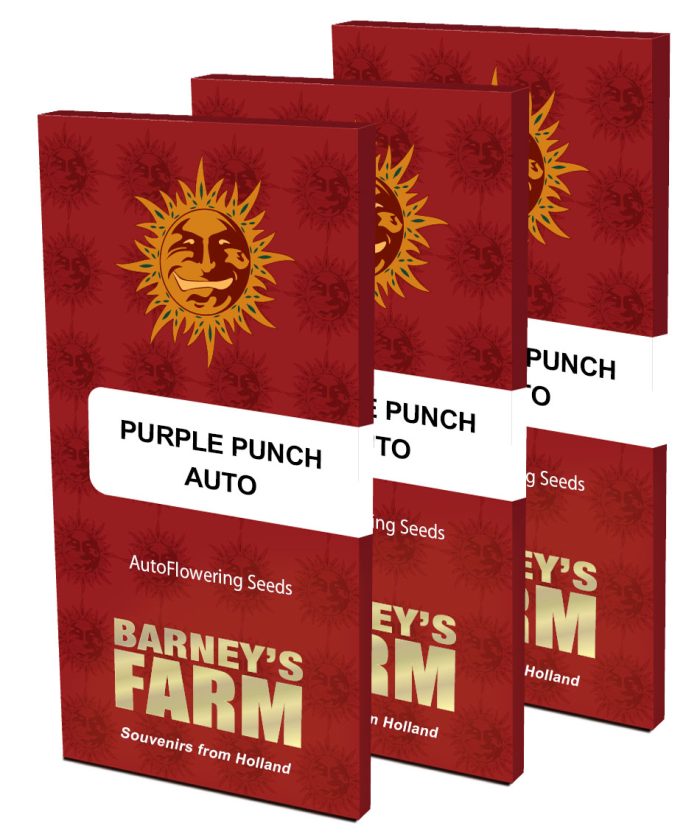 purple-punch-auto-packet-large.jpg