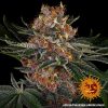 purple-punch-auto-support-7.jpg