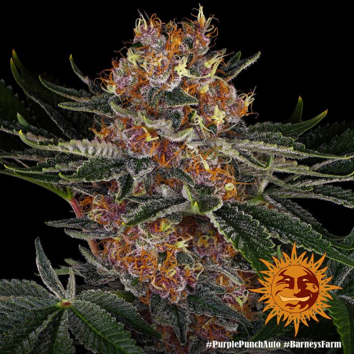purple-punch-auto-support-7.jpg
