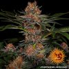 purple-punch-auto-support-9.jpg