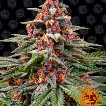 BARNEY'S FARM Auto Flowers - Runtz