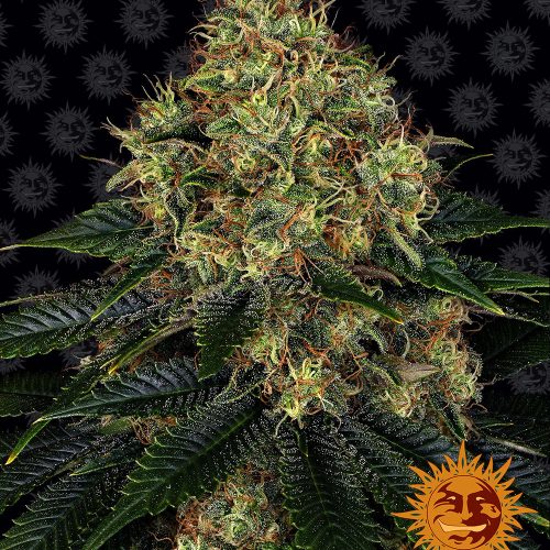 skywalker-og-auto-main.jpg