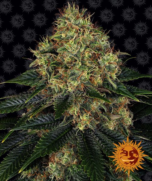 skywalker-og-auto-main.jpg