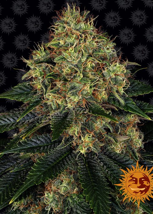 skywalker-og-auto-main.jpg