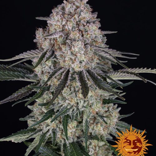 sour-diesel-auto-main.jpg