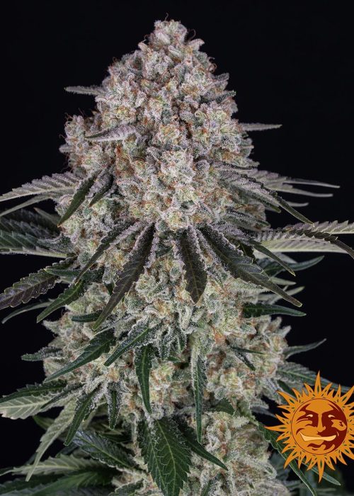 sour-diesel-auto-main.jpg
