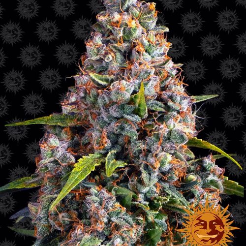 strawberry-cheesecake-auto-main.jpg