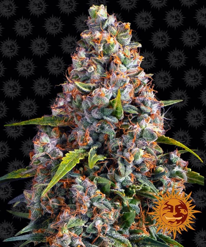 strawberry-cheesecake-auto-main.jpg