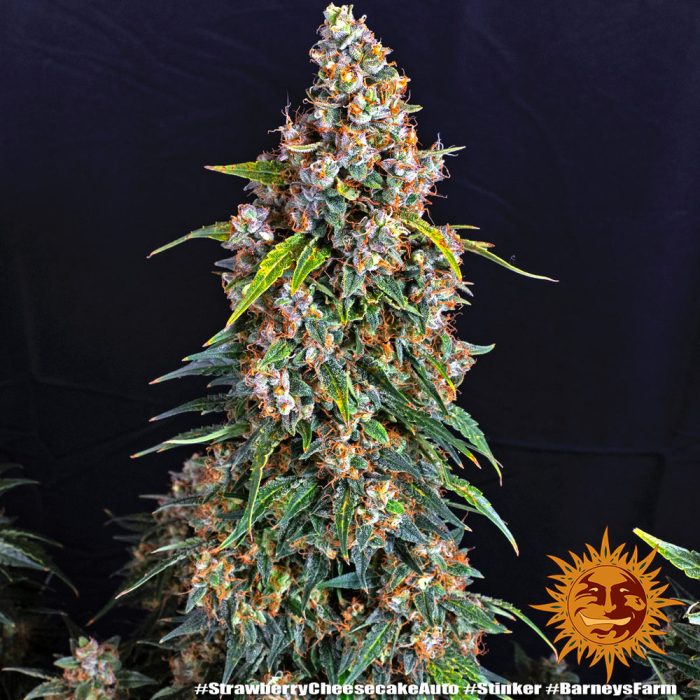 strawberry-cheesecake-auto-support-5.jpg