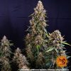 strawberry-cheesecake-auto-support-8.jpg
