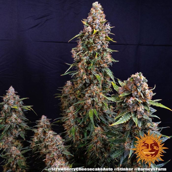 strawberry-cheesecake-auto-support-8.jpg