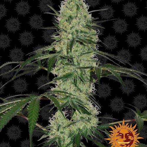 tangerine-dream-auto-main.jpg