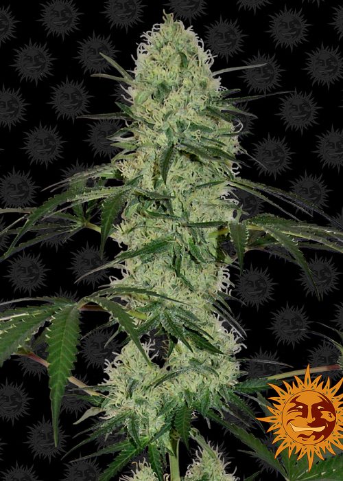 tangerine-dream-auto-main.jpg