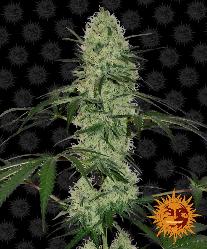 tangerine-dream-auto-main.jpg