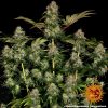 tangerine-dream-auto-support-10.jpg