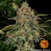 tangerine-dream-auto-support-2.jpg