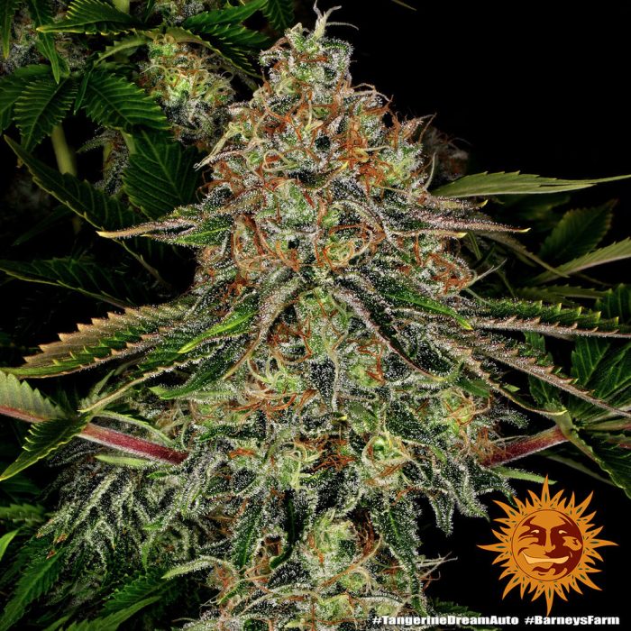 tangerine-dream-auto-support-2.jpg