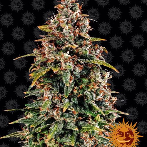 watermelon-zkittlez-auto-main.jpg