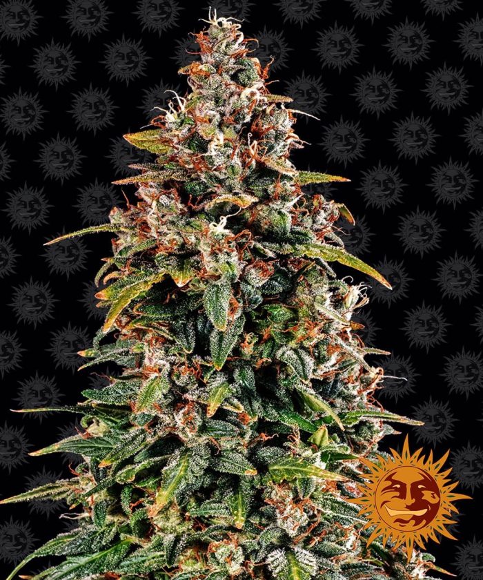watermelon-zkittlez-auto-main.jpg