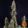 watermelon-zkittlez-auto-support-2.jpg