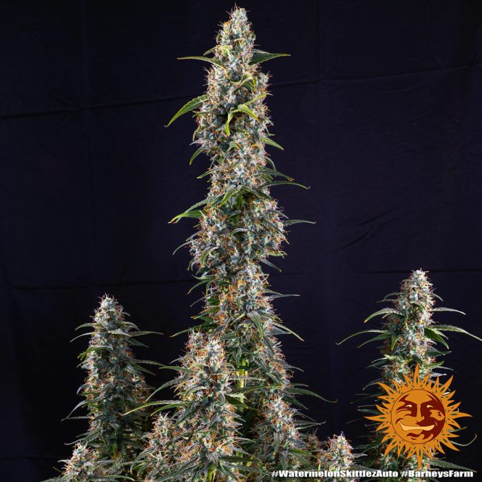 watermelon-zkittlez-auto-support-2.jpg
