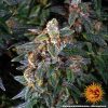 watermelon-zkittlez-auto-support-4.jpg