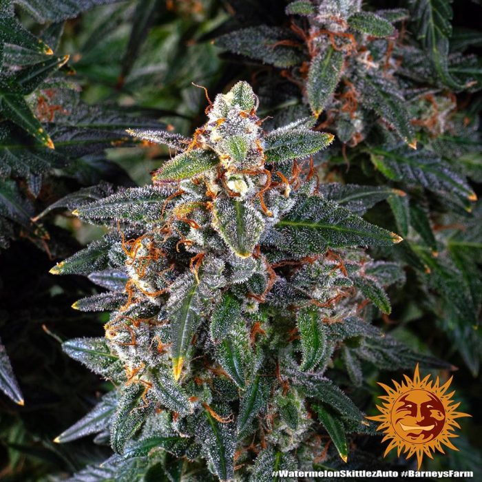 watermelon-zkittlez-auto-support-4.jpg
