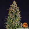 watermelon-zkittlez-auto-support-5.jpg