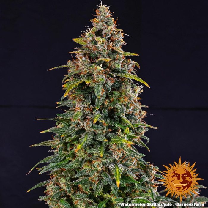 watermelon-zkittlez-auto-support-5.jpg