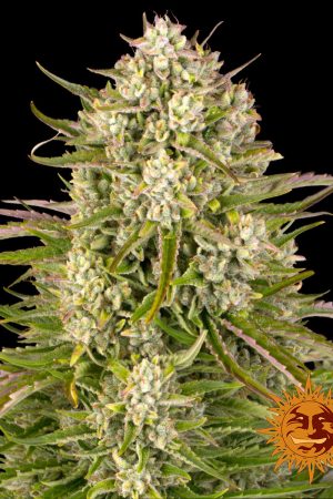 wedding-cake-auto-main.jpg