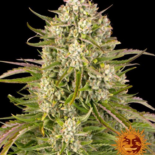 wedding-cake-auto-main.jpg