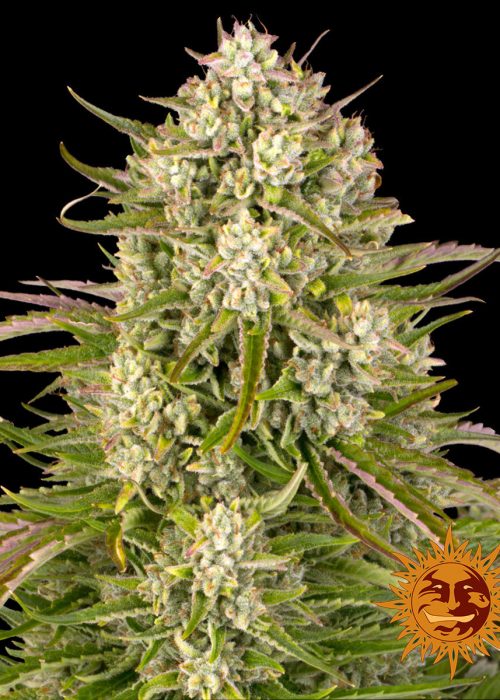 wedding-cake-auto-main.jpg