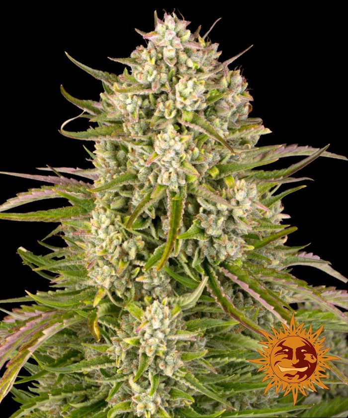 wedding-cake-auto-main.jpg